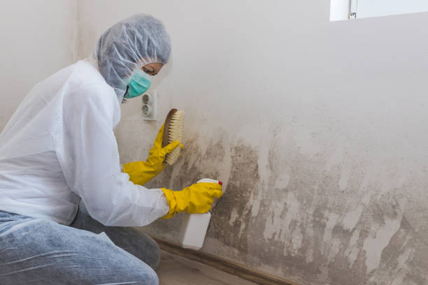 Best Commercial Mold Removal  in Simsbury Center, CT