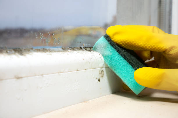 Best Mold Testing and Removal  in Simsbury Center, CT