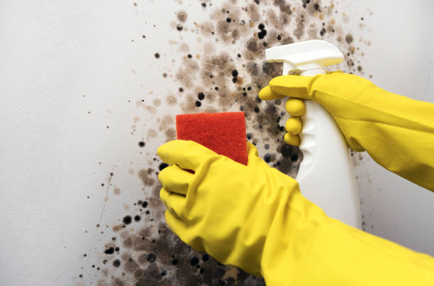 Best Mold Testing and Removal  in Simsbury Center, CT