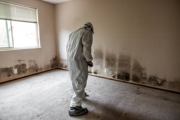 Best Mold Removal Specialists  in Simsbury Center, CT